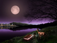 Pink Moon
